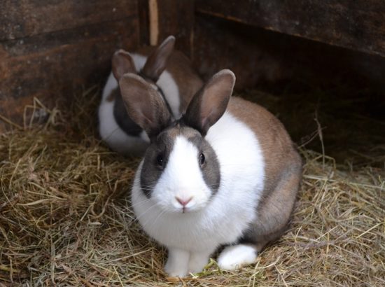 Kaninchen in Außenhaltung – Das gilt zu beachten