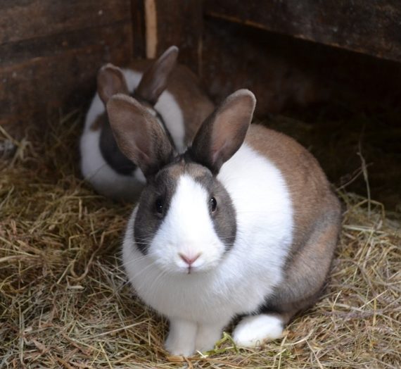 Kaninchen in Außenhaltung – Das gilt zu beachten